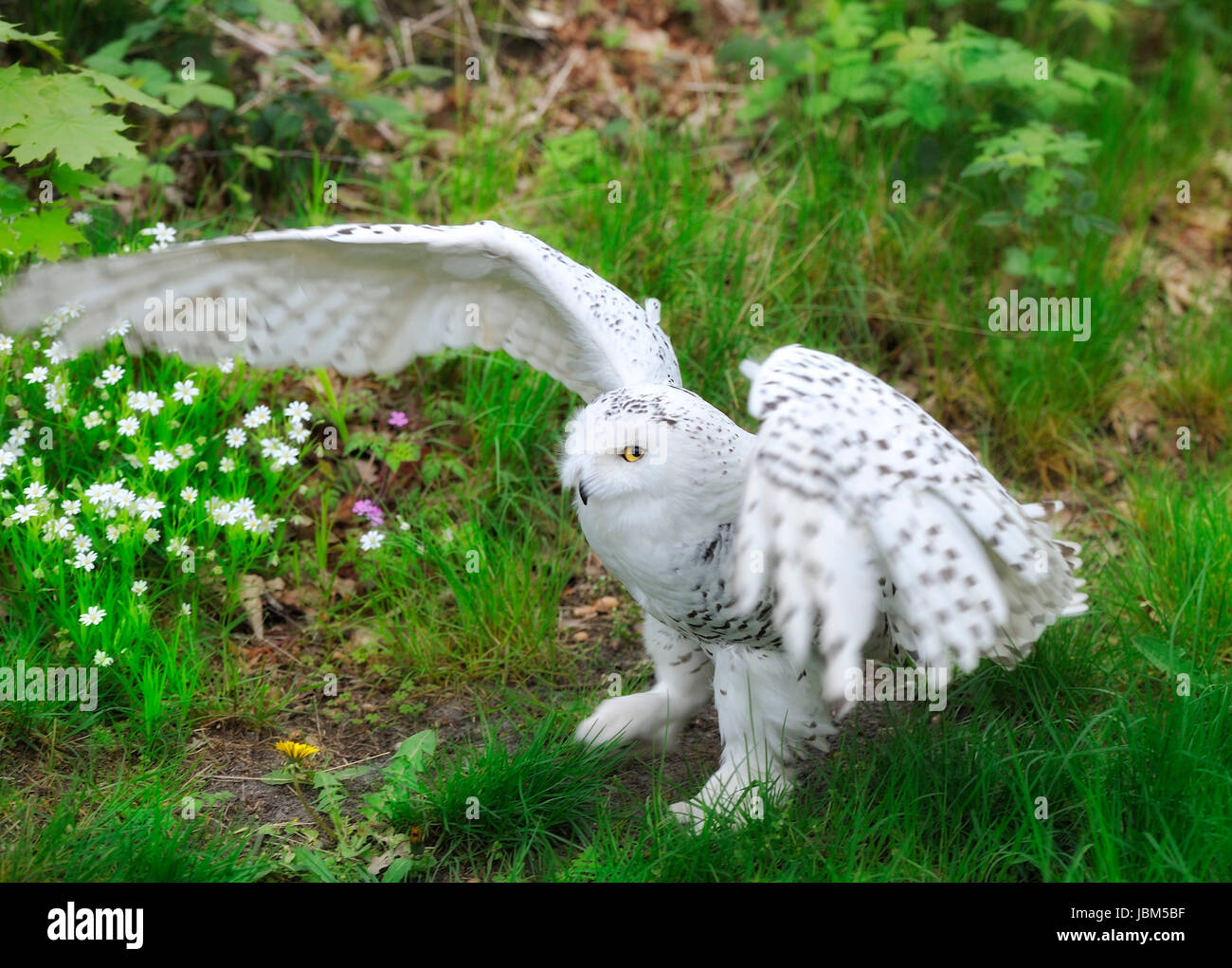 Snowy Owl (Bubo scandiacus, Nyctea scandiaca), Regenstein,Blankenburg, Sachsen Anhalt, Germany, North Europe Stock Photo