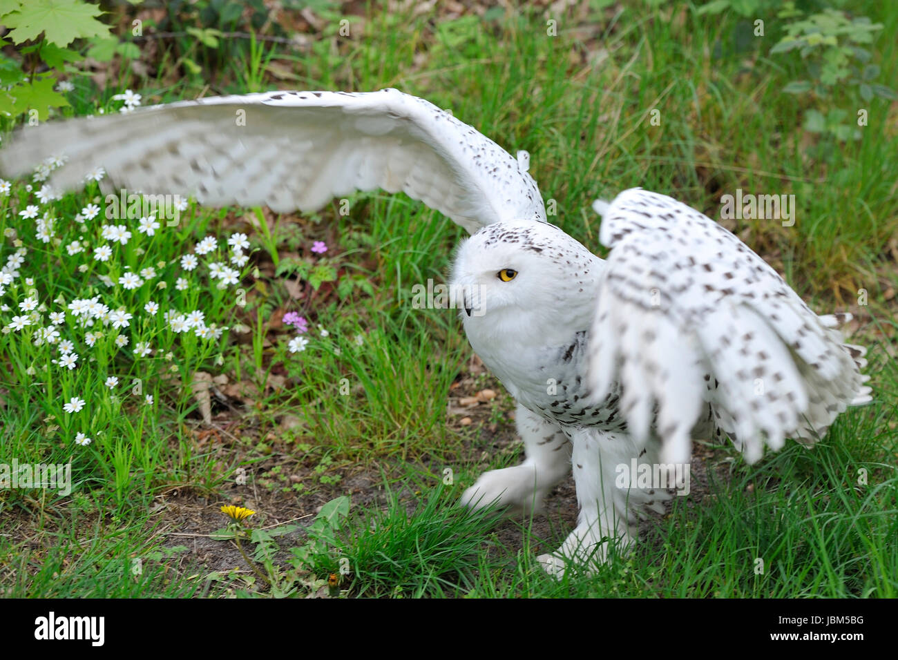 Snowy Owl (Bubo scandiacus, Nyctea scandiaca), Regenstein,Blankenburg, Sachsen Anhalt, Germany, North Europe Stock Photo