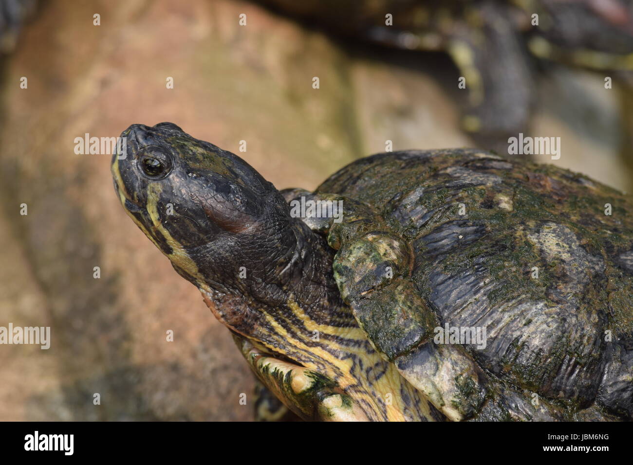 Red-ear Slider. They are almost entirely aquatic, but as they're cold-blooded, they leave the water to sunbathe to regulate their temperature. Stock Photo