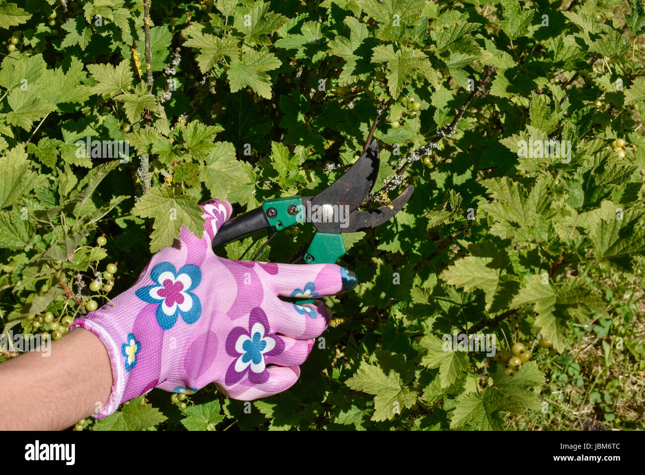 How to trim a currant How to trim a currant