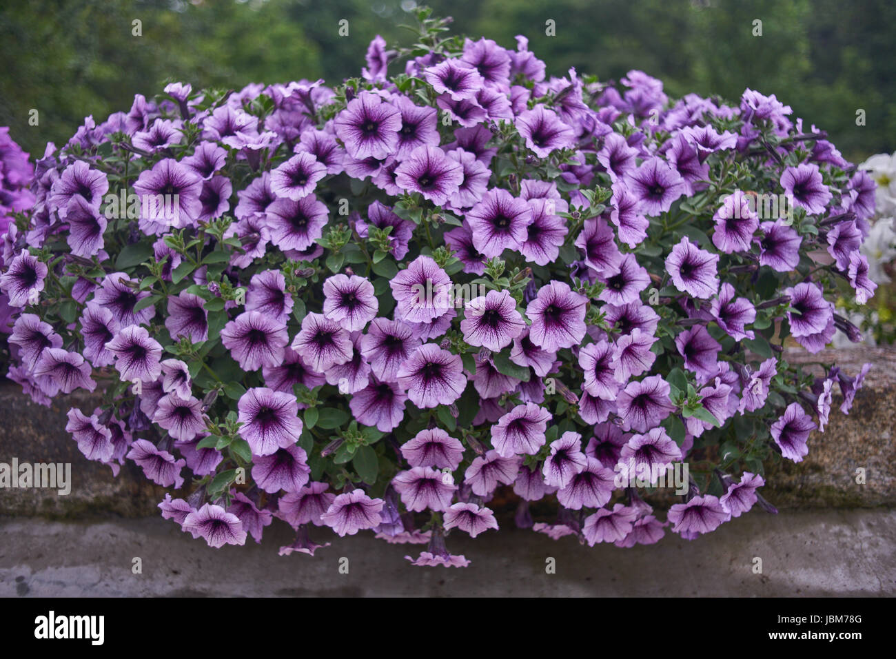 Plenty of pale purple petunias blossoming abundantly in the pot Stock Photo
