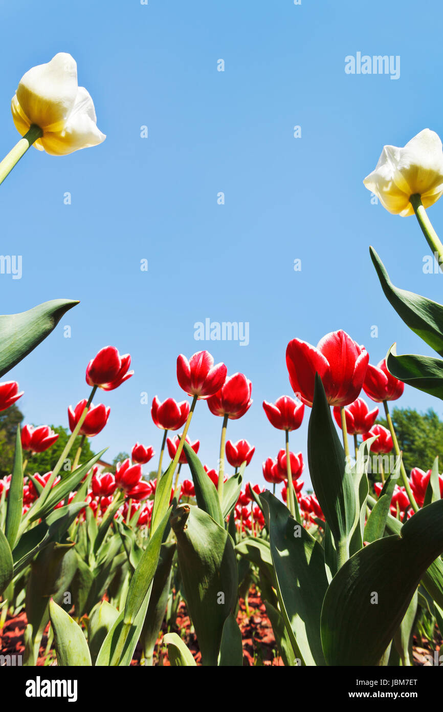 bottom view of red and white ornamental tulips on flower bed on blue ...