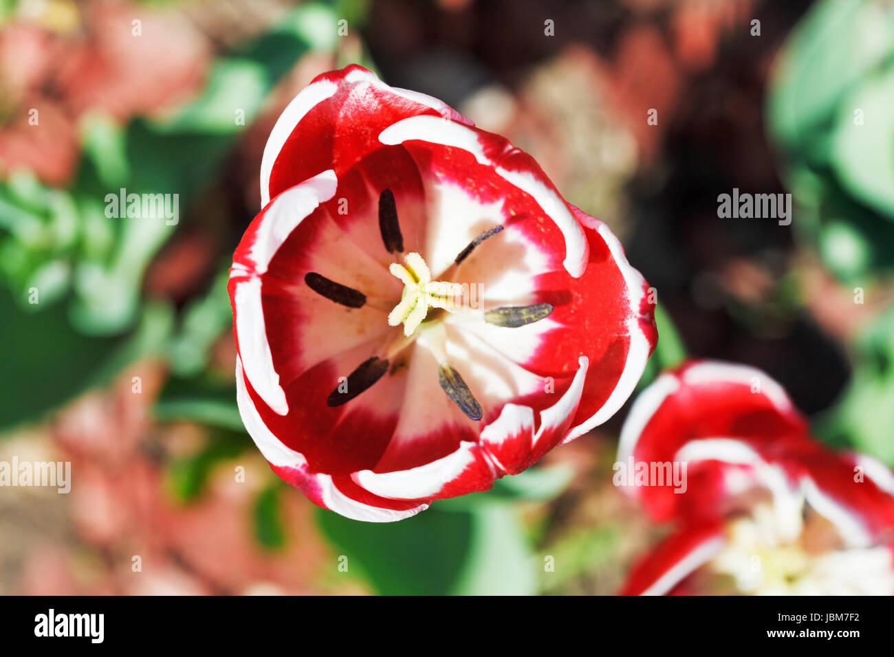 above view of red tulip bloom close up Stock Photo - Alamy