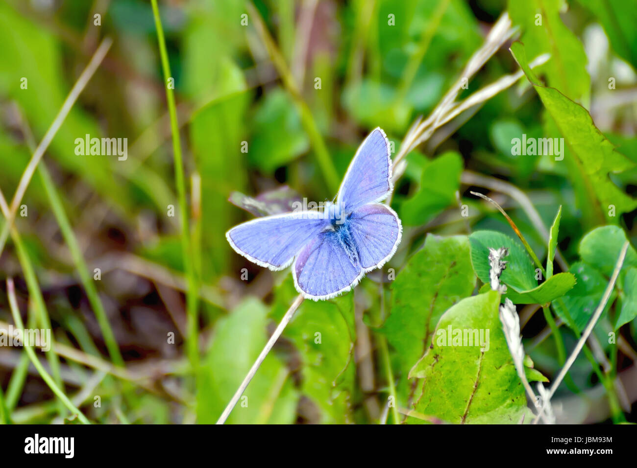 Blue butterfly on a background of grass and earth Stock Photo Alamy