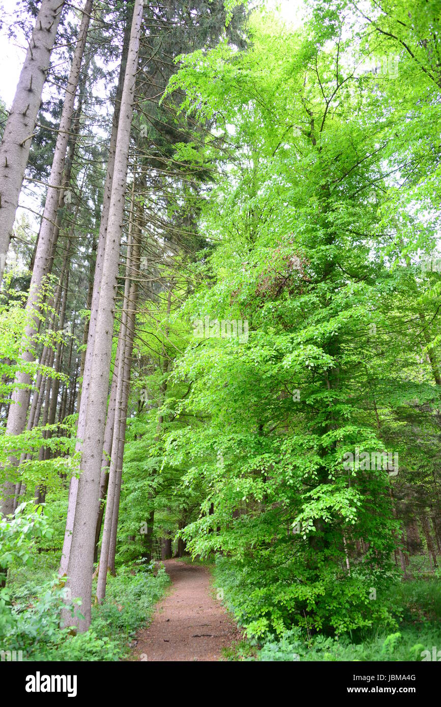 spring in the forest - fresh green leaves Stock Photo - Alamy