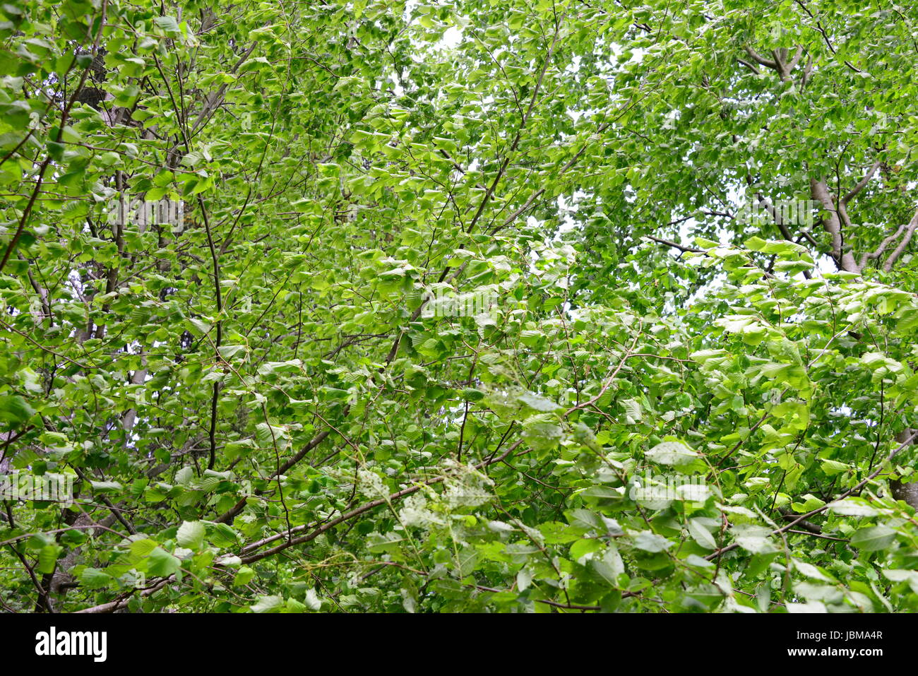 spring in the forest - fresh green leaves Stock Photo - Alamy