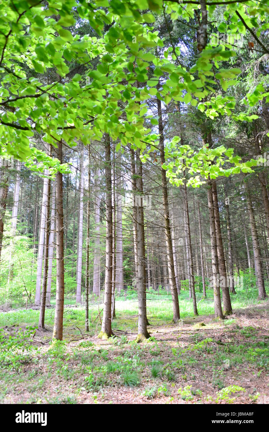 spring in the forest - fresh green leaves Stock Photo - Alamy