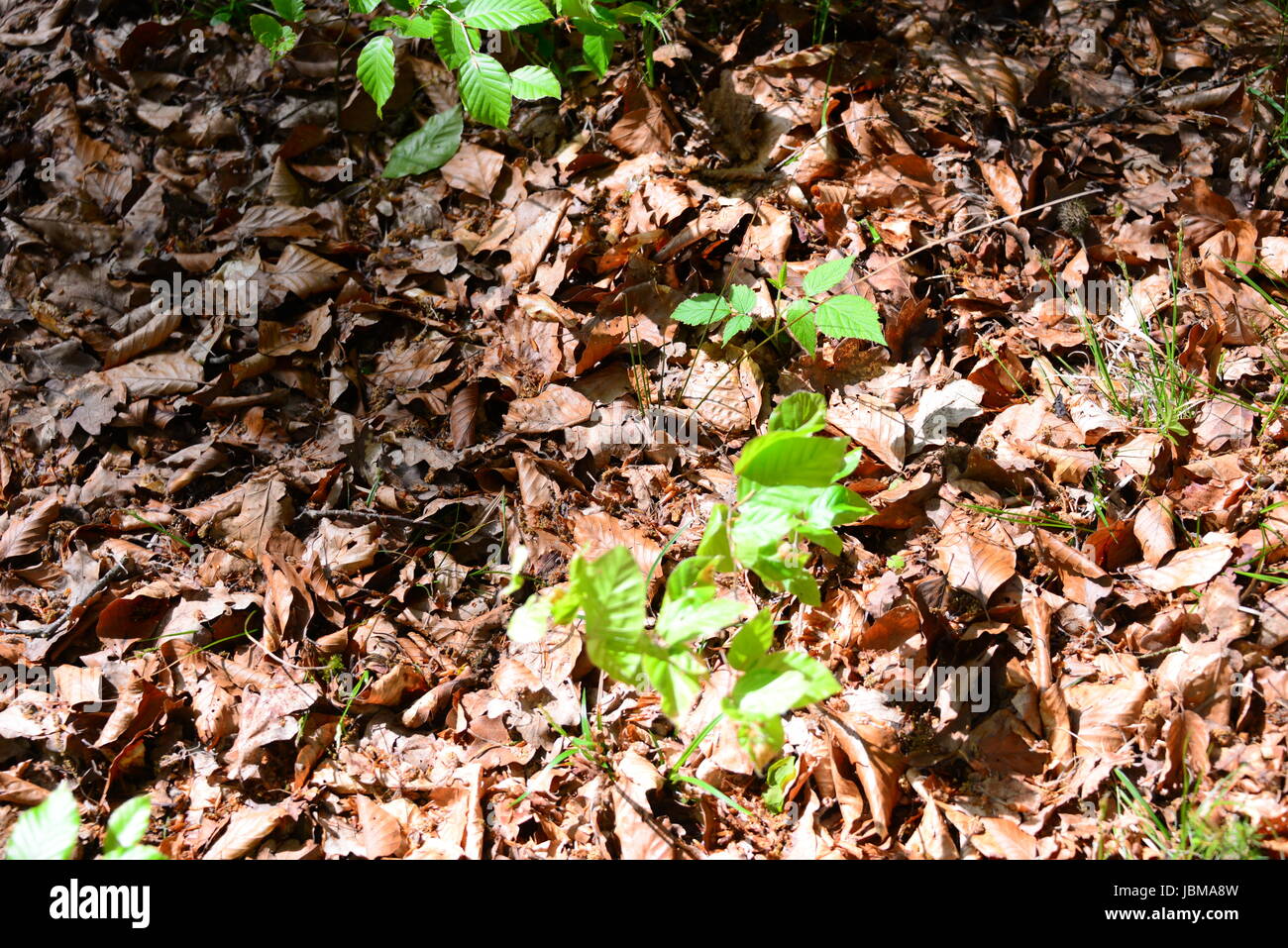 spring in the forest - fresh green leaves Stock Photo - Alamy