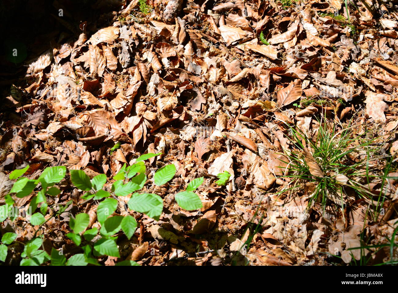 spring in the forest - fresh green leaves Stock Photo - Alamy