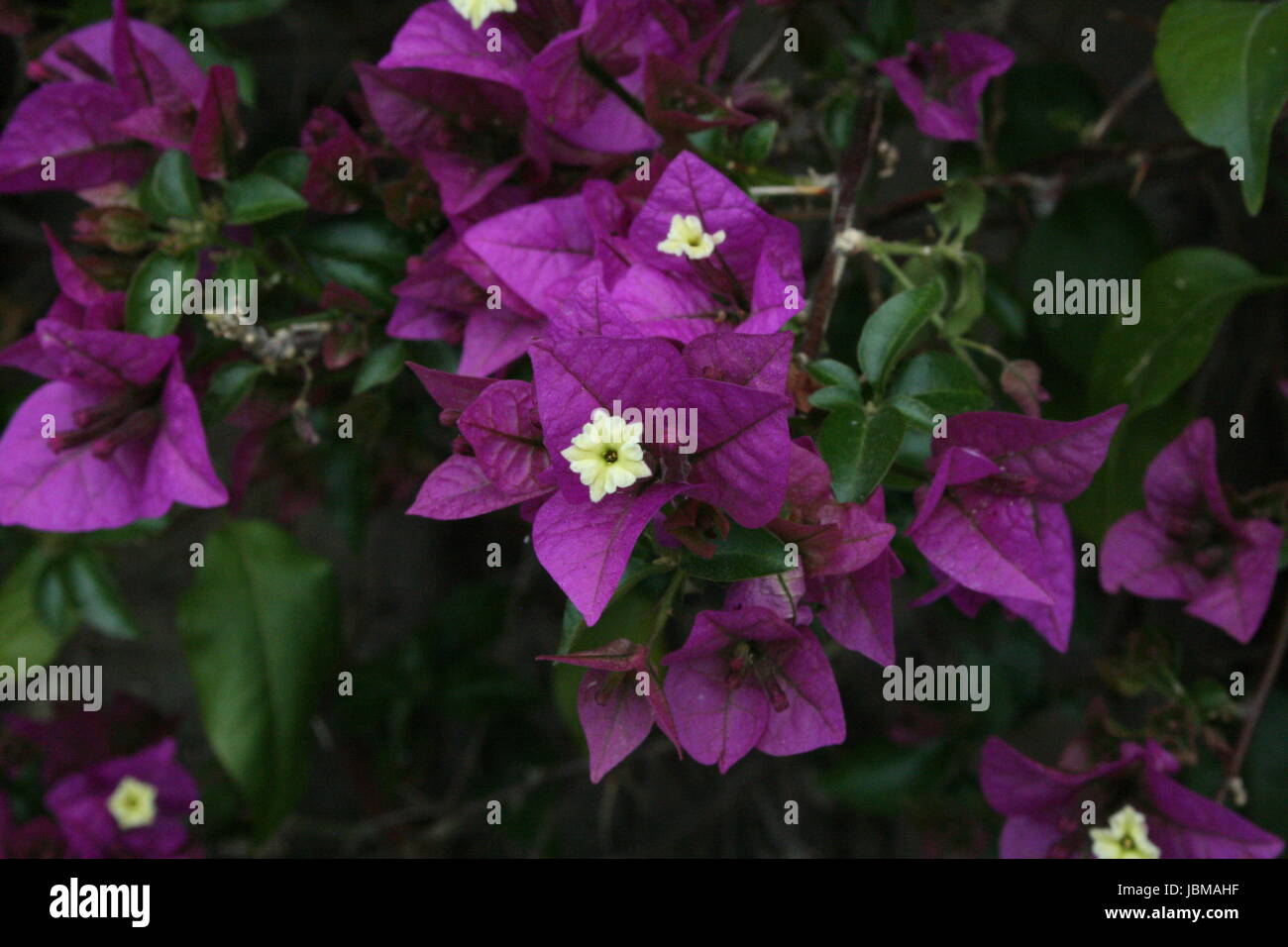 blossom flourish Stock Photo