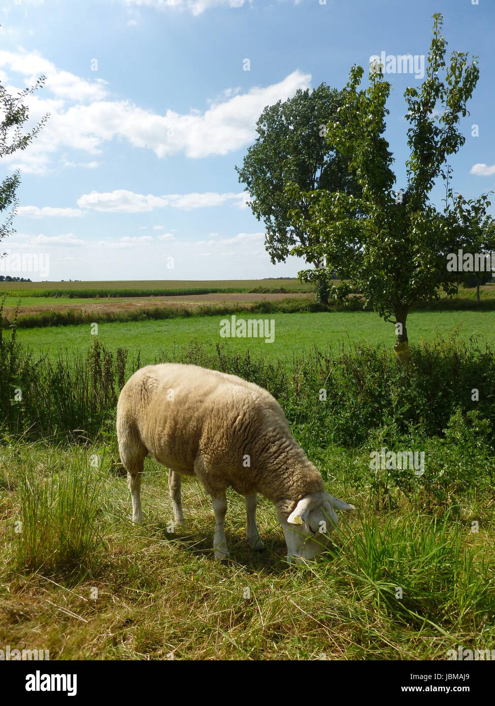 sheep on meadow Stock Photo - Alamy