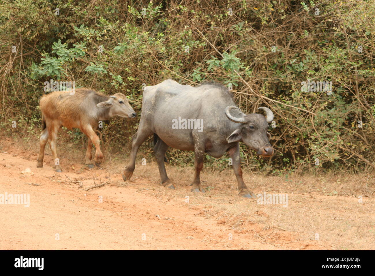 Mother water buffalo calf graze hi-res stock photography and images - Alamy