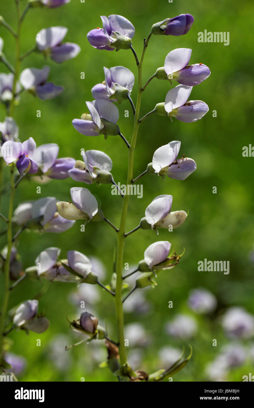 Indigolupine High Resolution Stock Photography and Images - Alamy