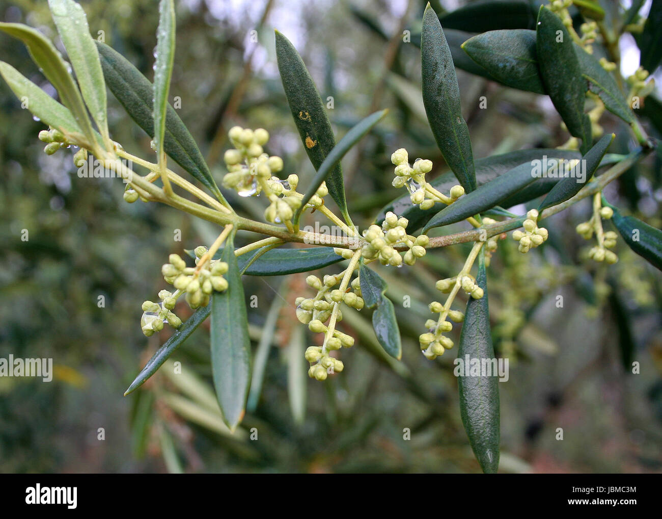 olives in the rain Stock Photo Alamy