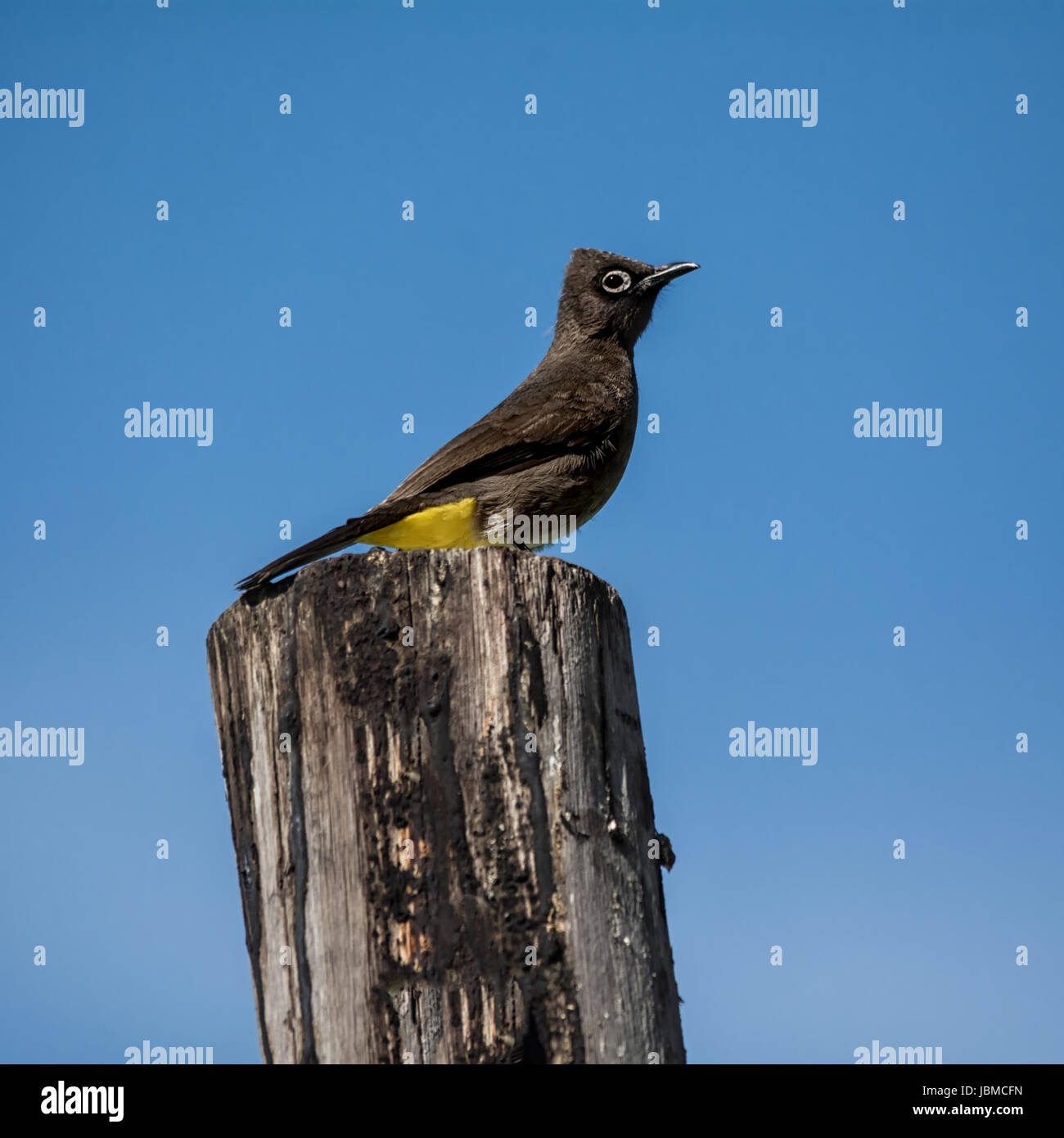 A Cape Bulbul perched on a branch in Southern Africa Stock Photo