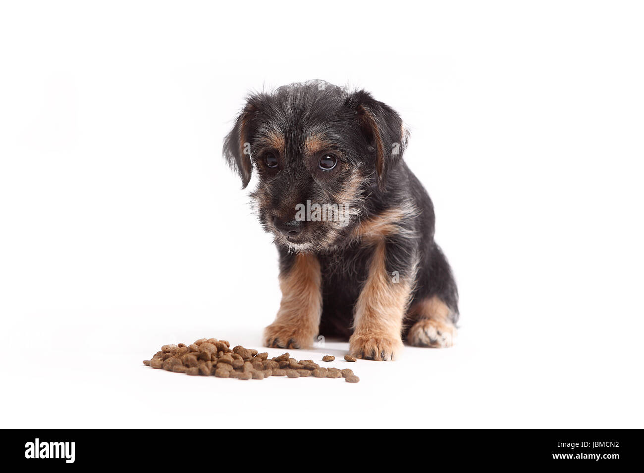 Young Terrier Mix eats dog food on whithe background Stock Photo