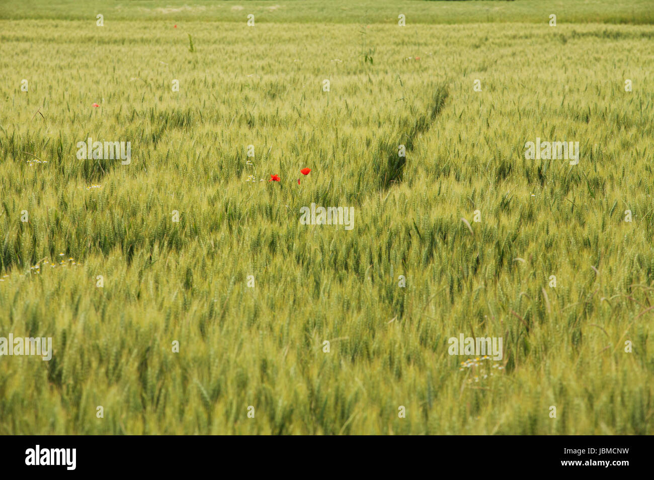Grass field with two red poppies in the middle Stock Photo - Alamy