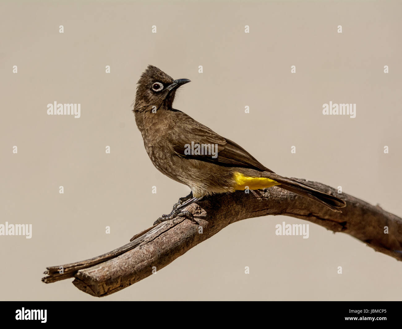 A Cape Bulbul perched on a branch in Southern Africa Stock Photo