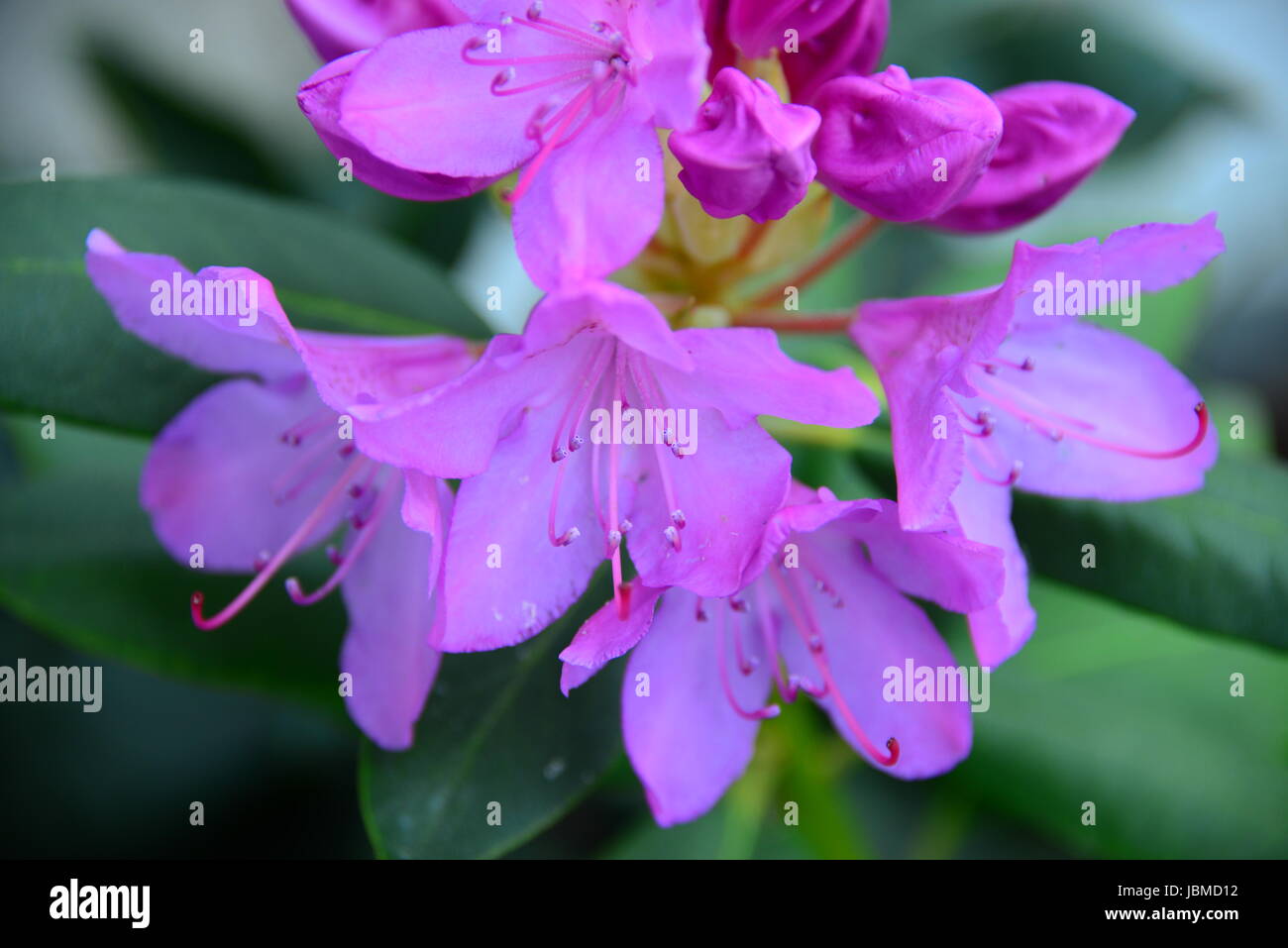 bouquets of flowers,signs of spring Stock Photo Alamy