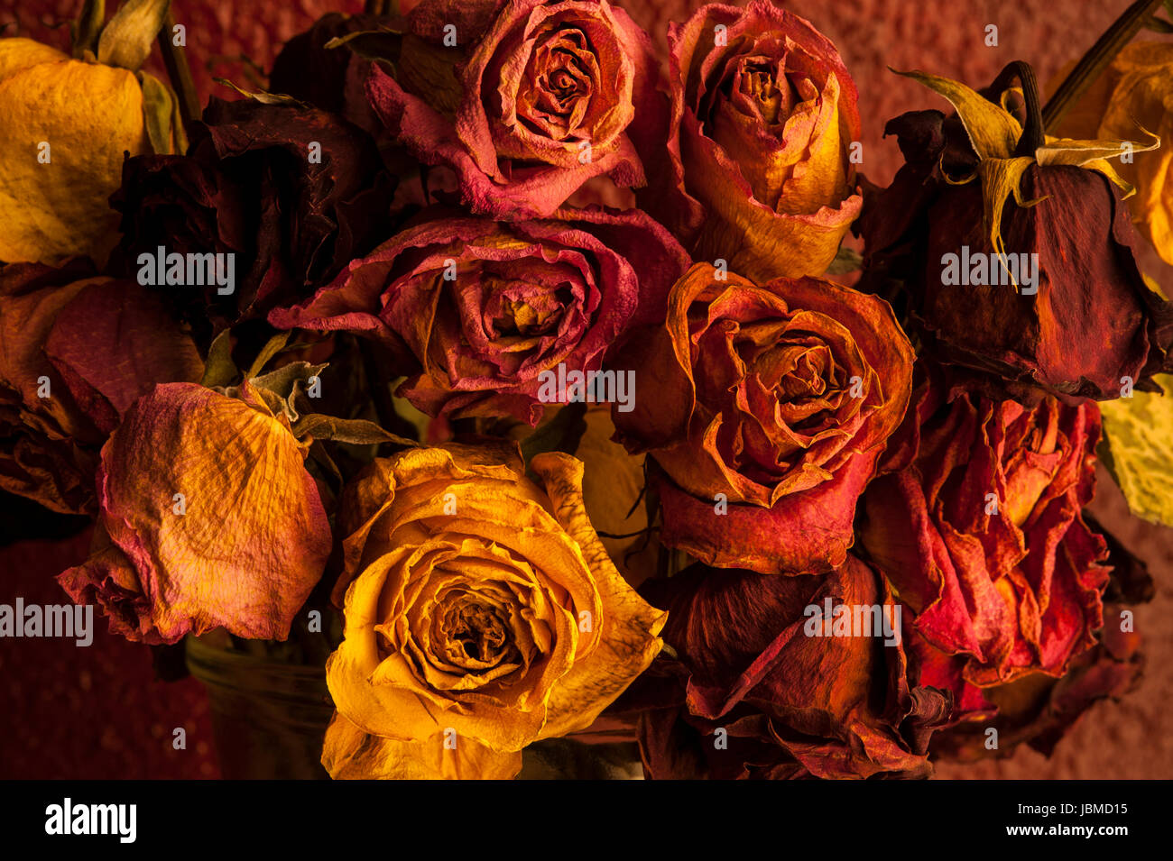 Multicolored roses wilting in glass vase with warm window light Stock Photo Alamy