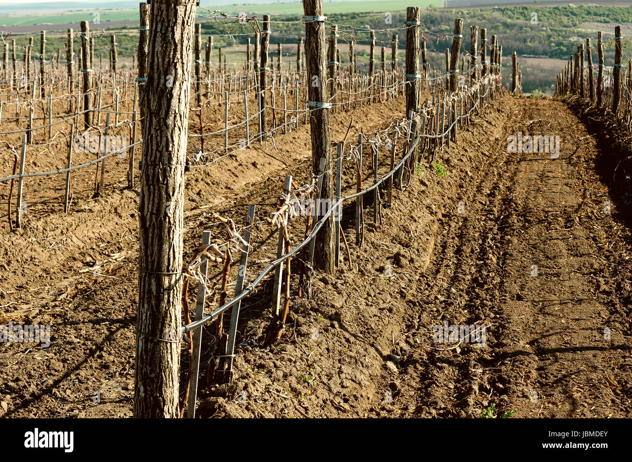 Wine vineyards in spring Stock Photo