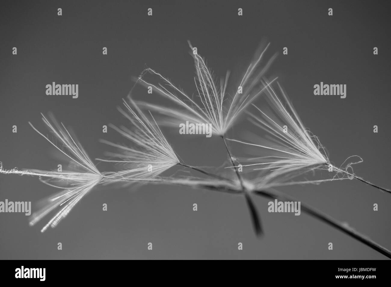 Dandelion seeds Black and White Stock Photos & Images - Alamy