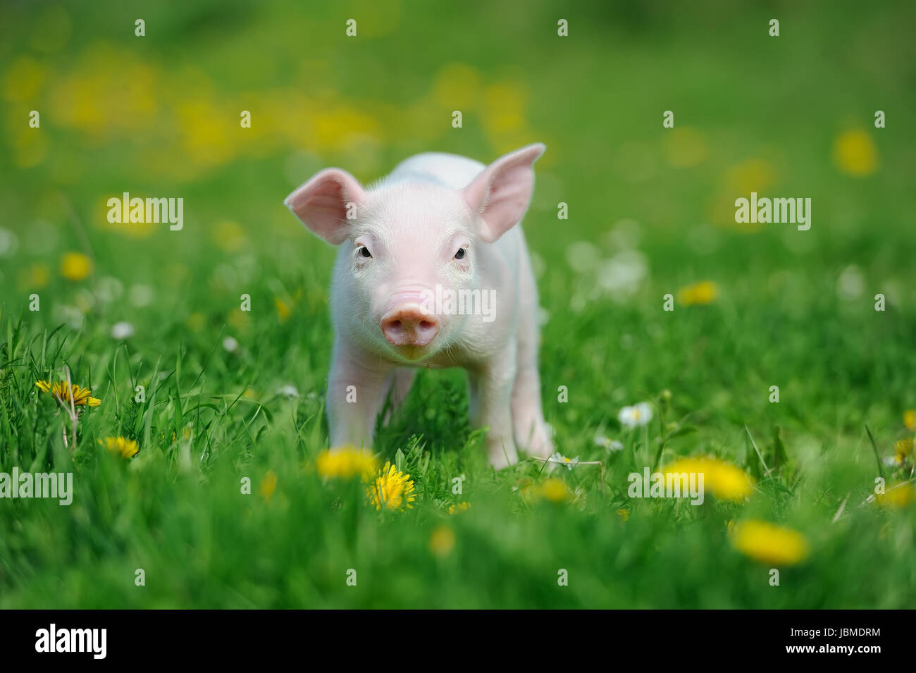 Piglets In Spring Pink farm hi-res stock photography and images - Alamy