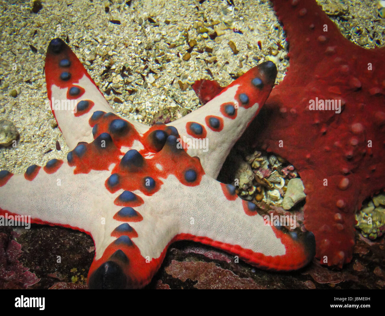 Chocolate chip sea star Stock Photo