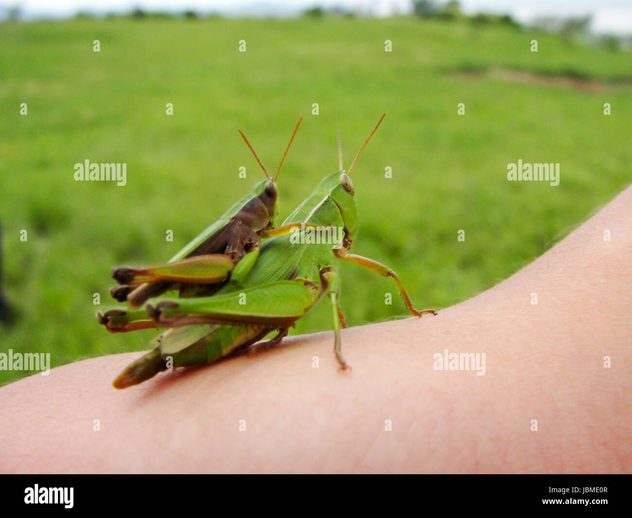 Supposedly short-winged green grasshopper Stock Photo