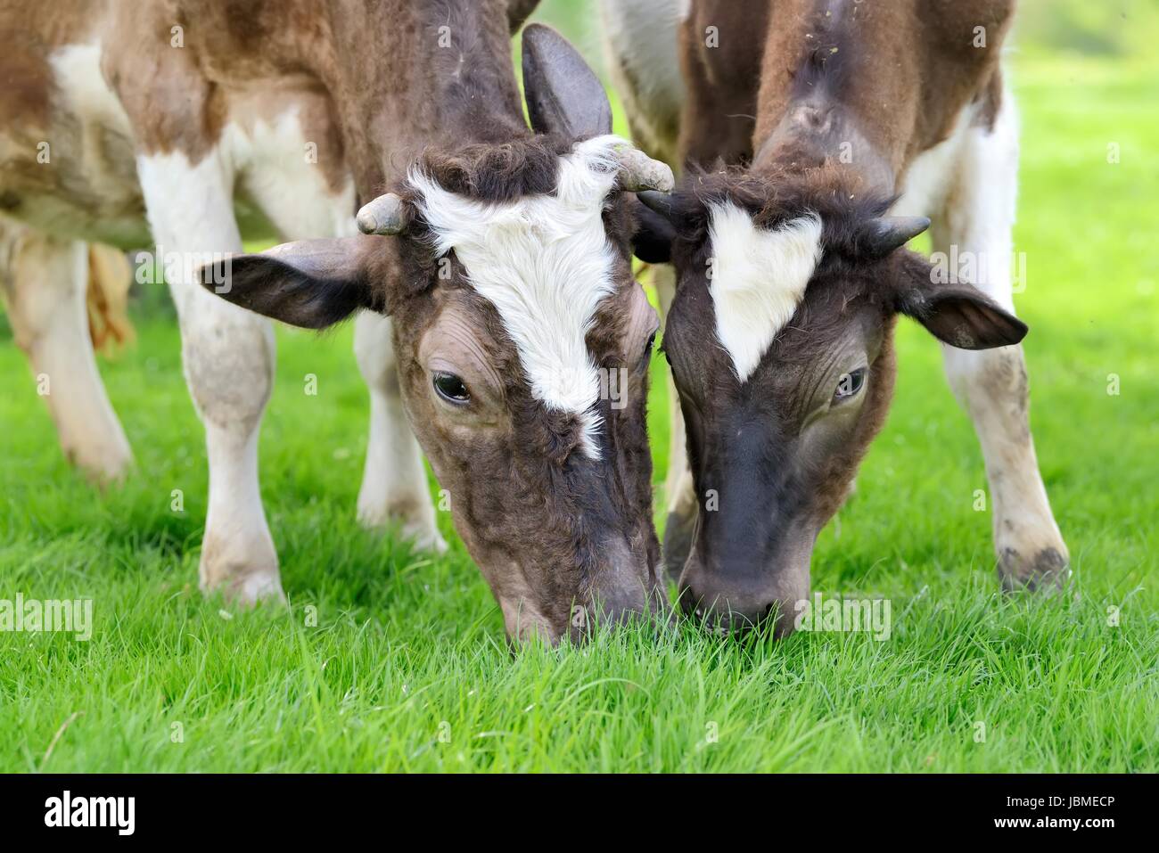 Brown cows on a summer pasture Stock Photo - Alamy