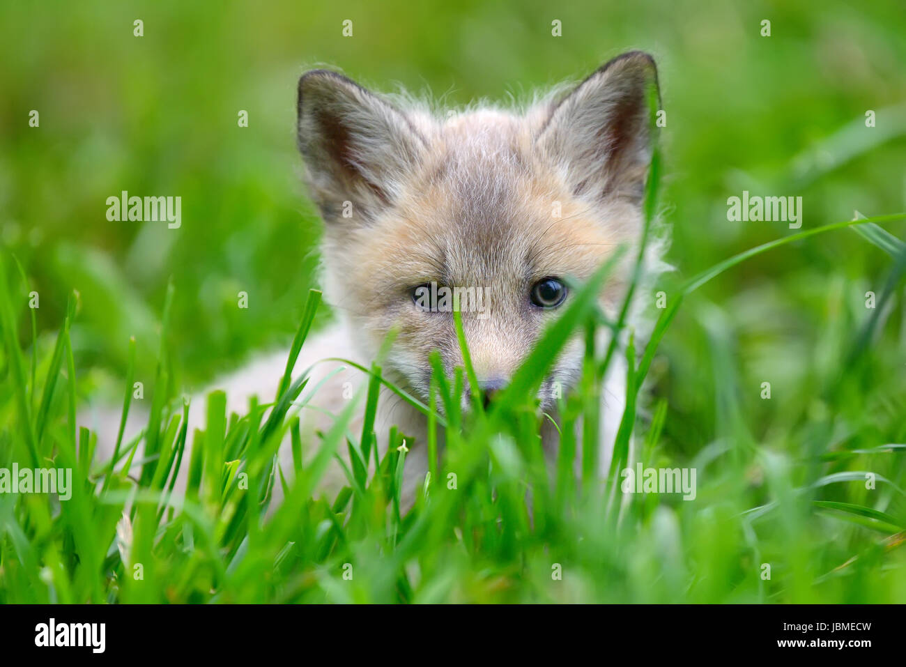Close up baby silver fox in grass Stock Photo