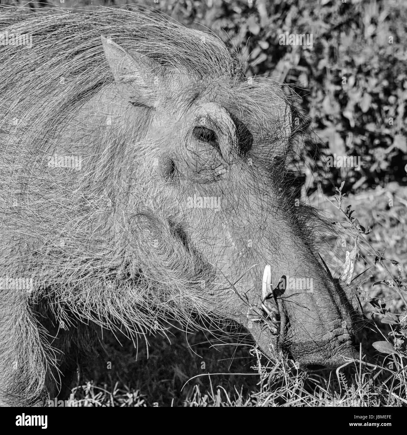 Warthog in Southern African savanna Stock Photo