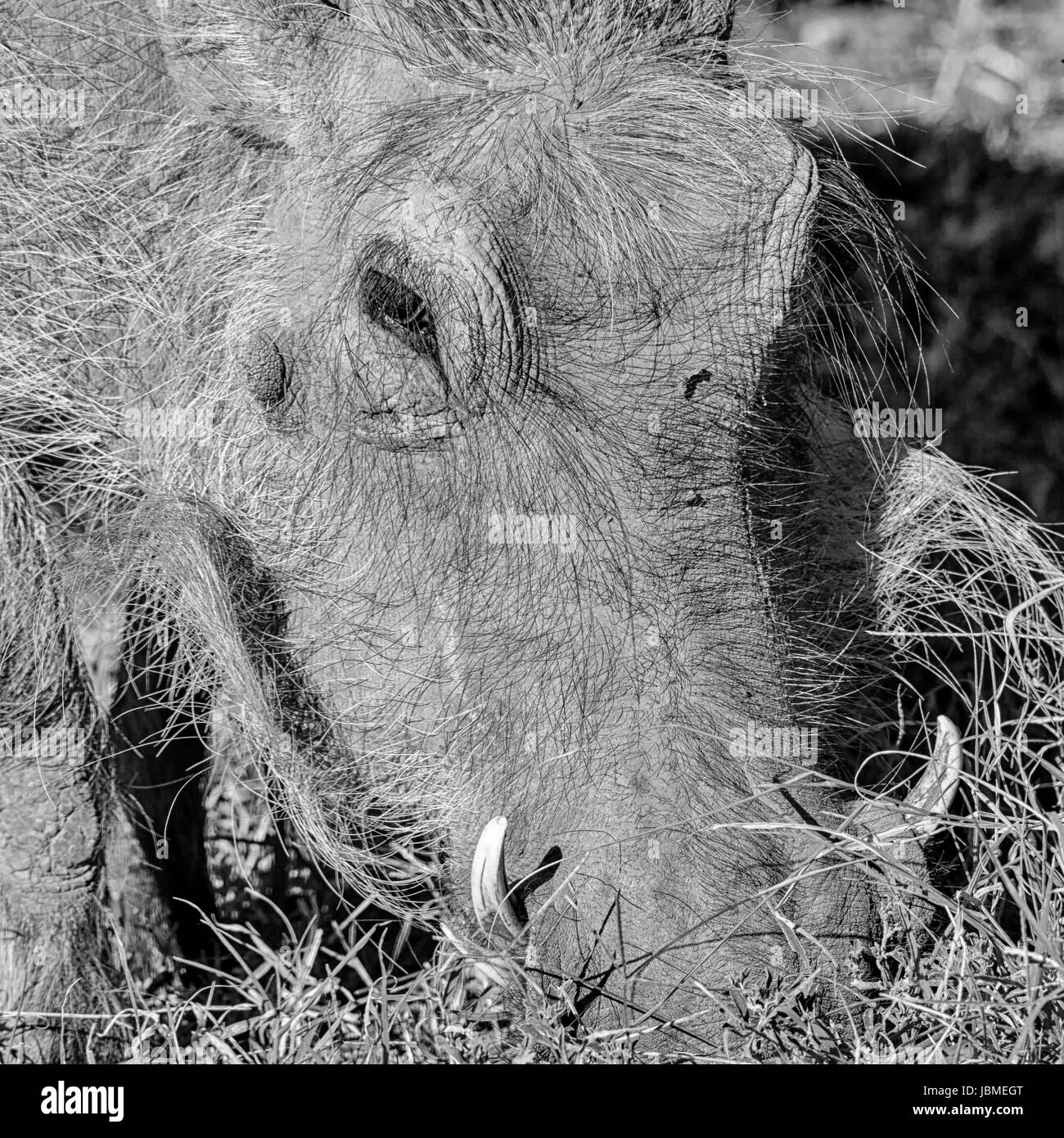 Warthog in Southern African savanna Stock Photo