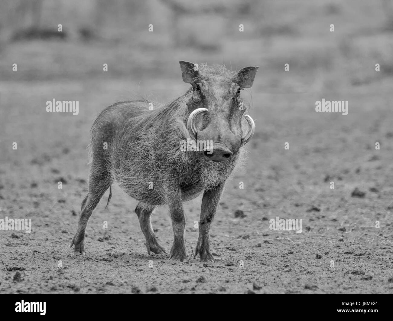 A warthog stands still facing the camera in the Northern Cape, South Africa Stock Photo