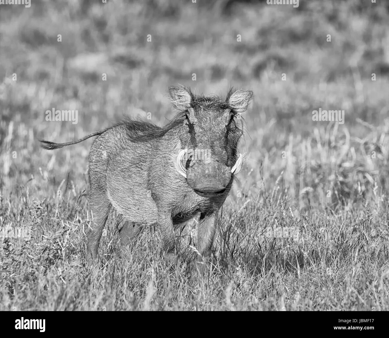 A close-up portrait of a Warthog in Southern African savannah Stock Photo