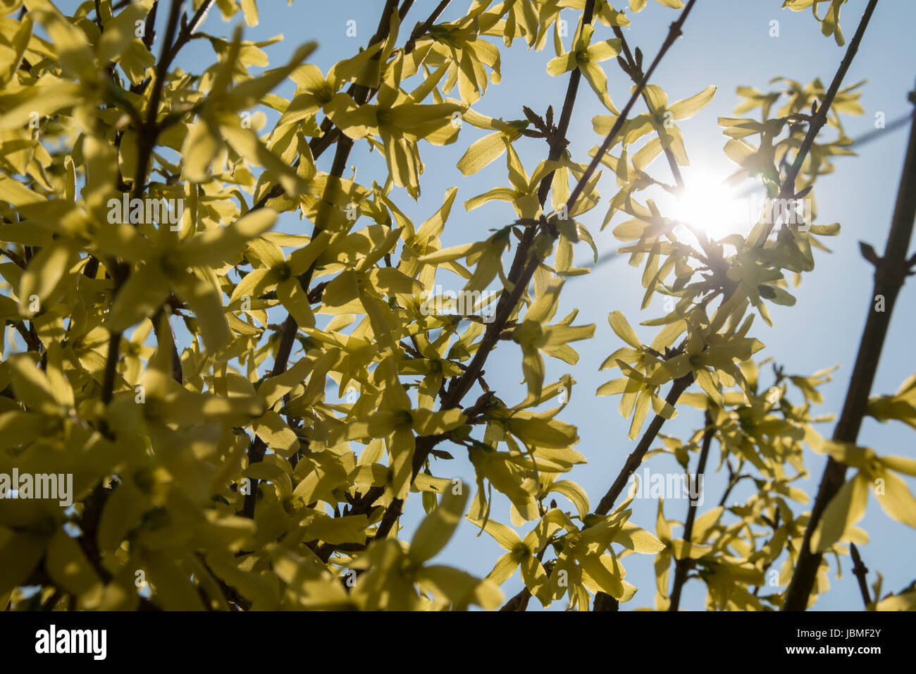 Detail of yellow forsythia leaves with sun rays during early spring Stock Photo