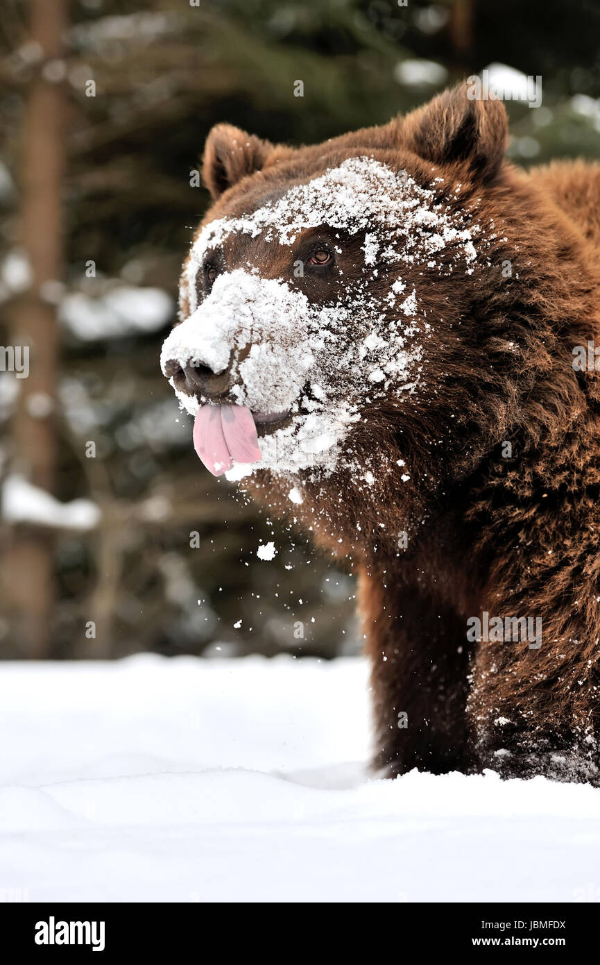 Wild brown bear in winter forest Stock Photo