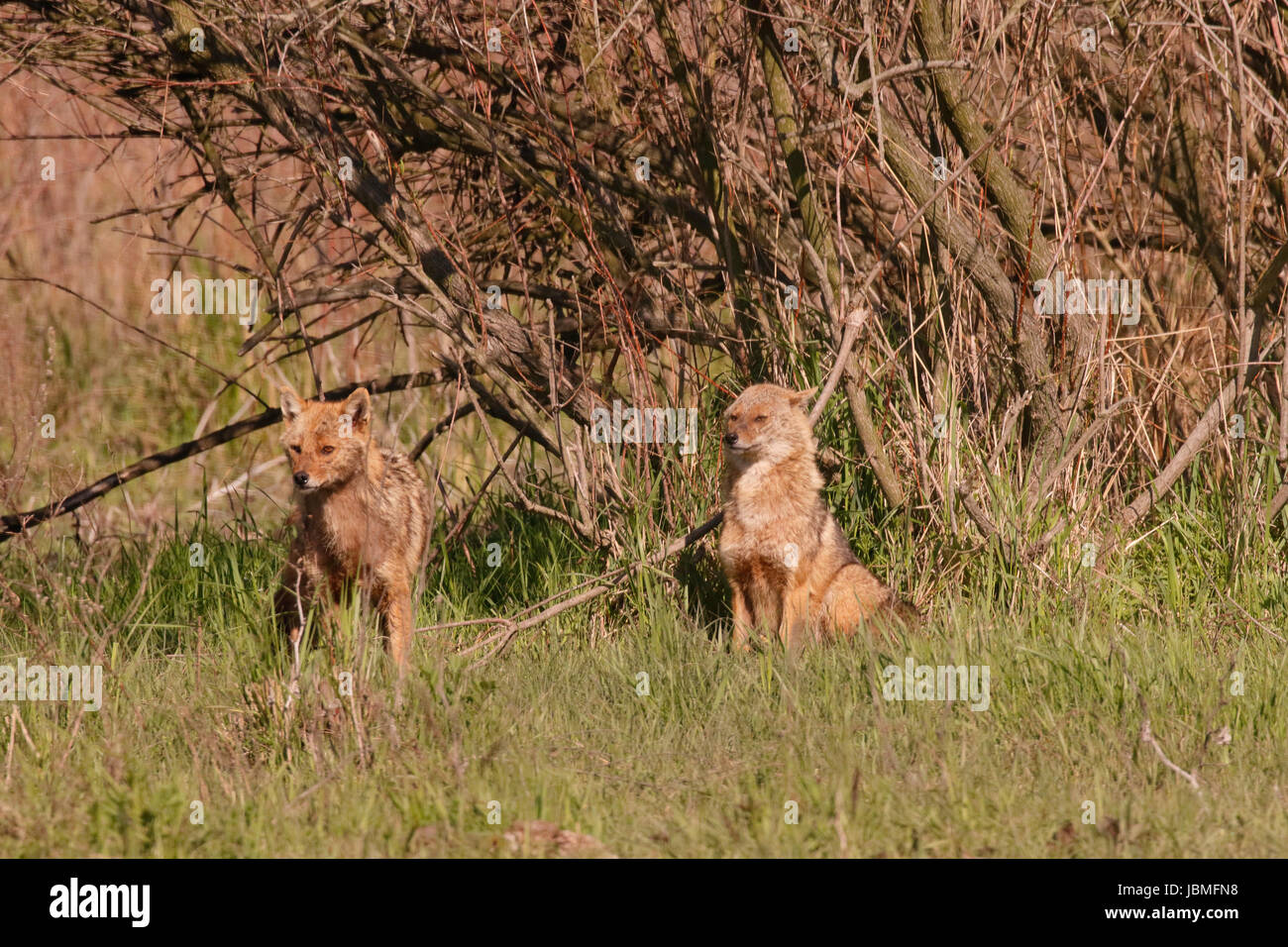golden jackal (Canis aureus) two adults on short vegetation, Danube delta, Romania Stock Photo