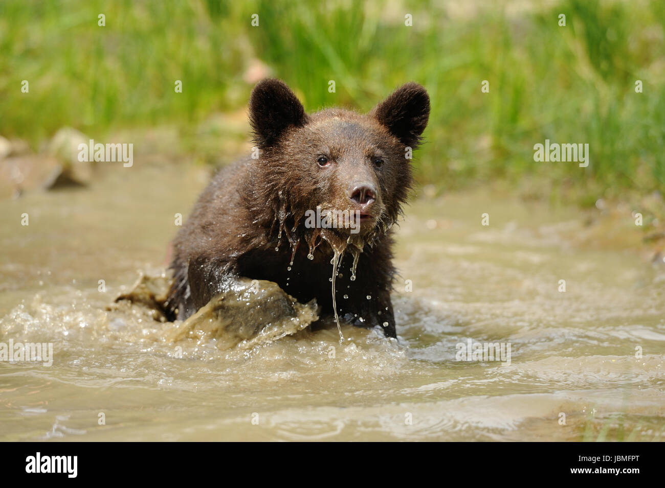 Brown bear cub in a forest Stock Photo - Alamy