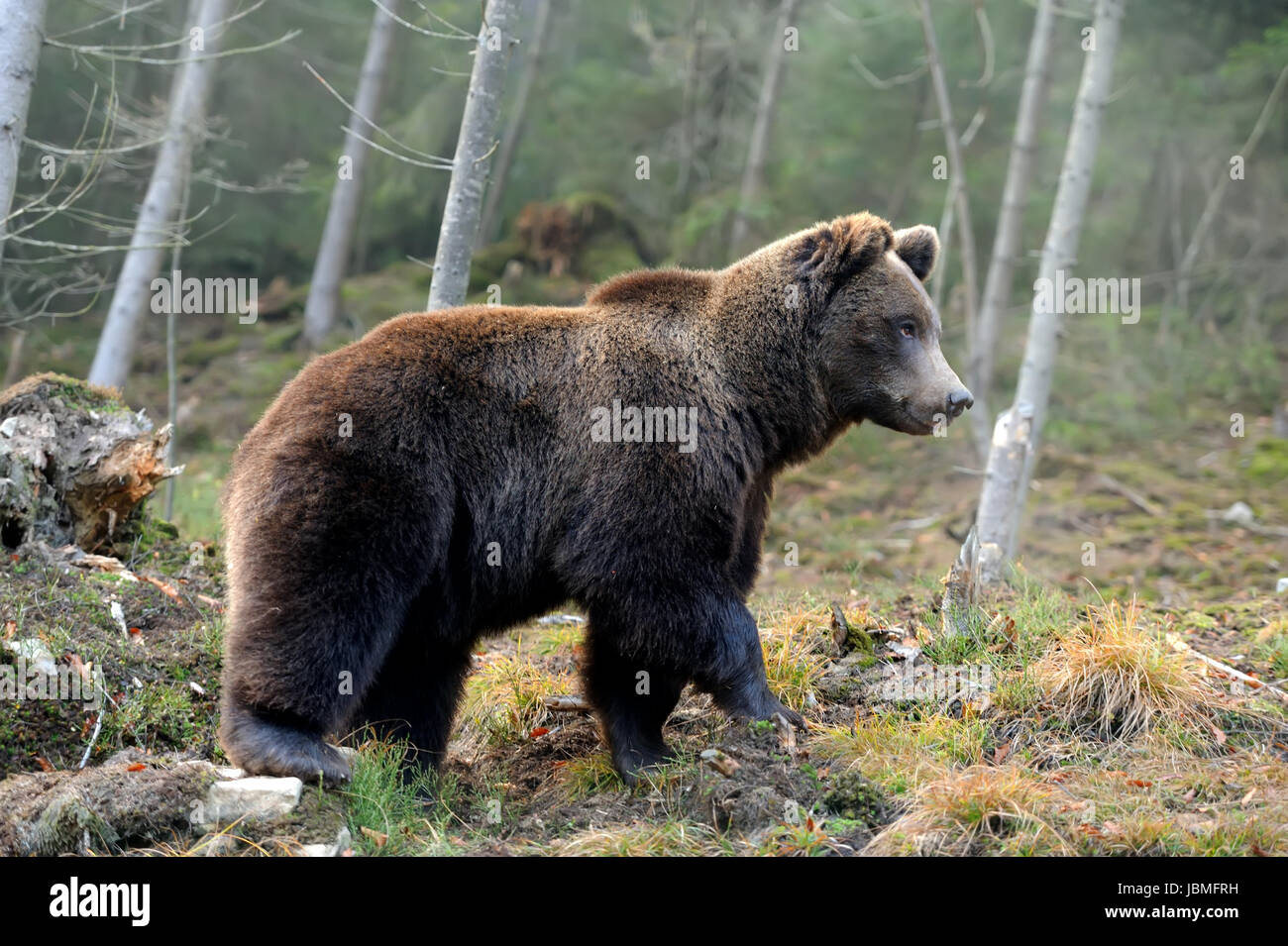 A big brown bear in the forest Stock Photo - Alamy