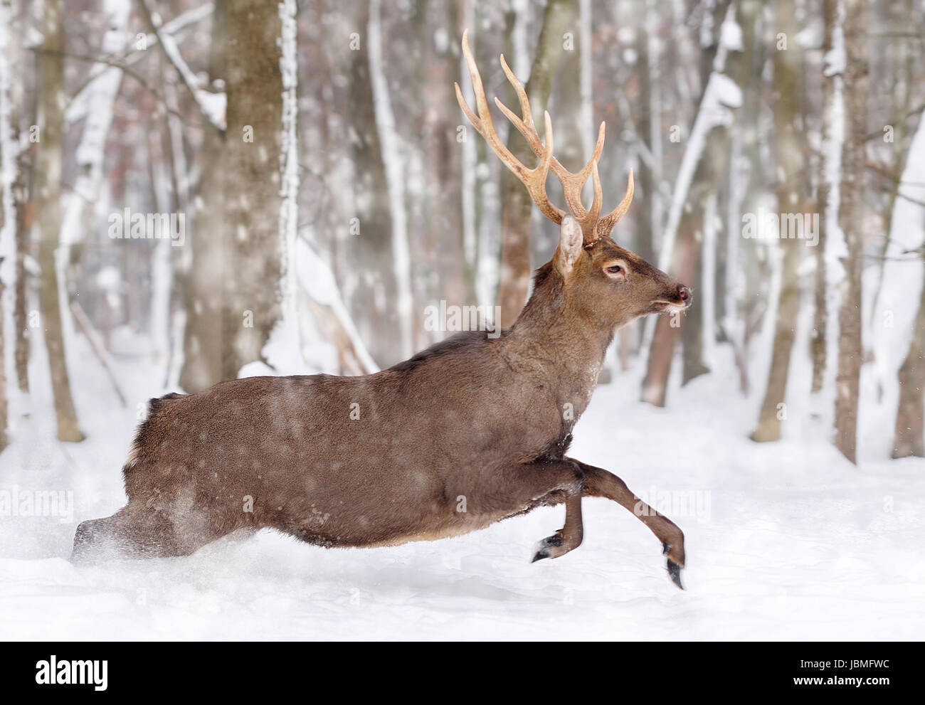 Young deer in winter forest Stock Photo - Alamy