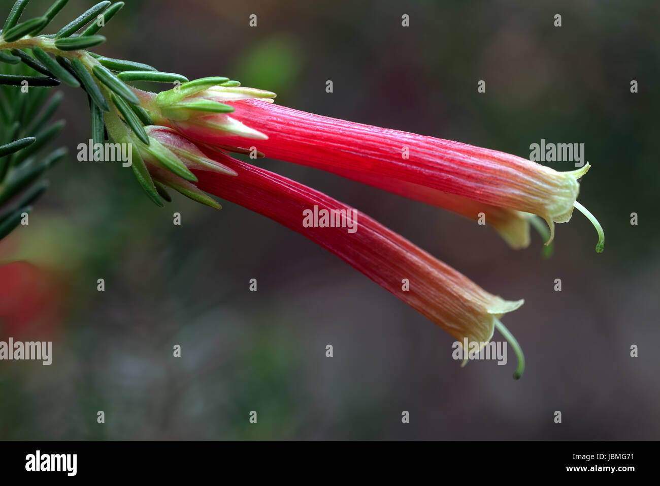 macro shot,two large tubular flowers of South African Erica Versicolor Stock Photo
