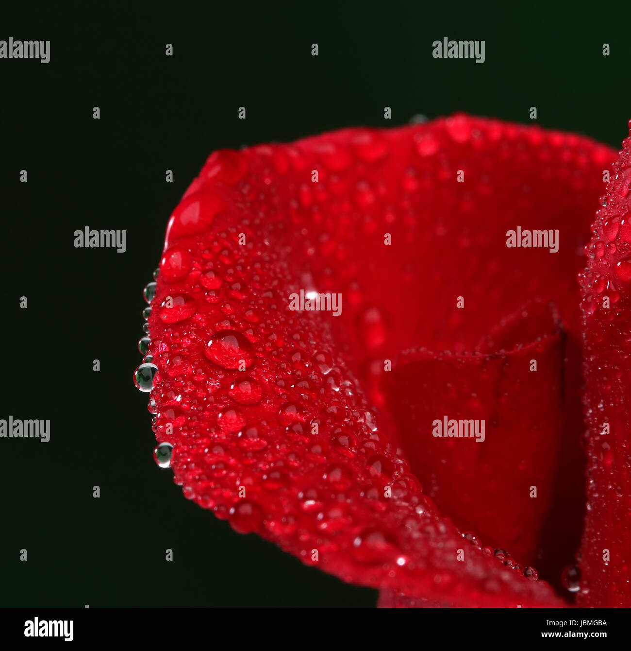Red rose with lots of water drops. Macro Stock Photo - Alamy