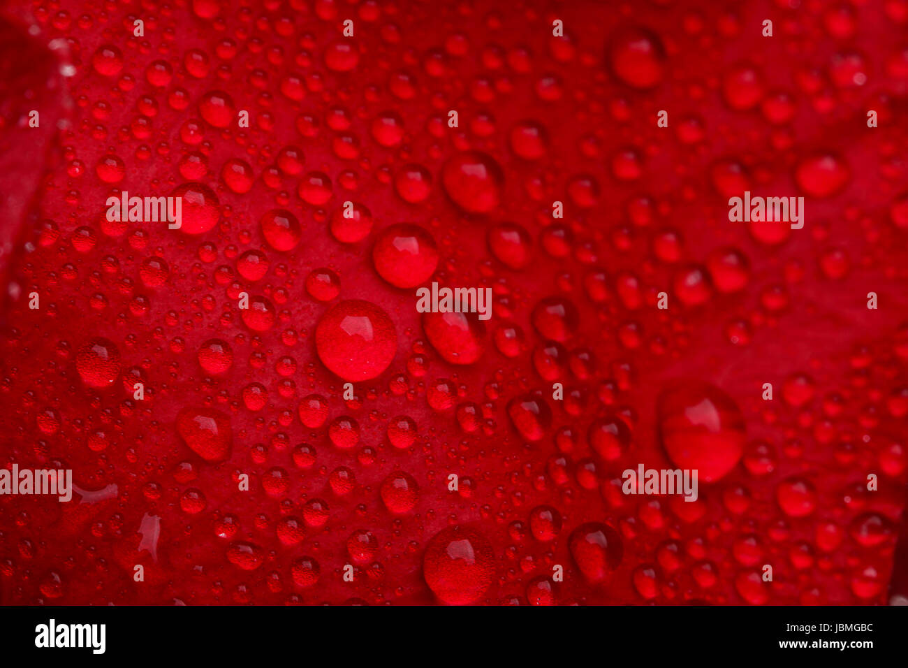 Red rose with lots of water drops. Macro Stock Photo - Alamy