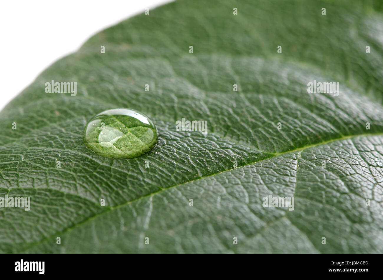 Water drop on green leaf over white background. Macro Stock Photo - Alamy