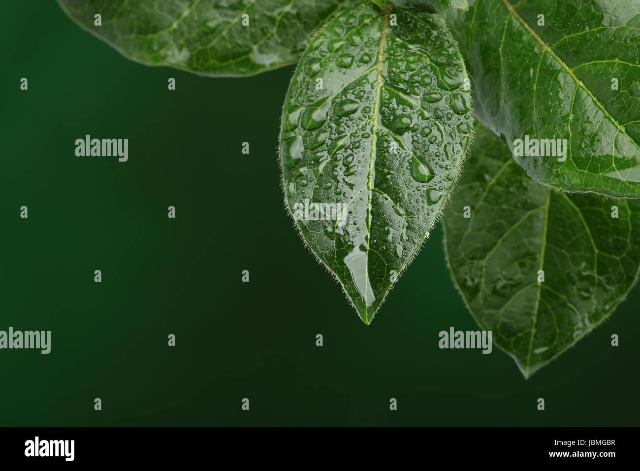 Fresh leaves with water drops. Natural background Stock Photo - Alamy