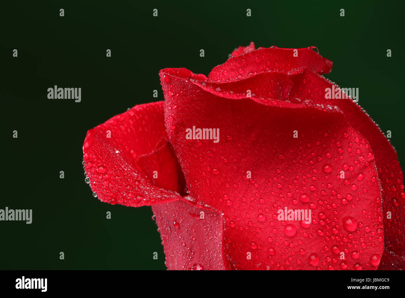 Red rose with lots of water drops. Macro Stock Photo - Alamy