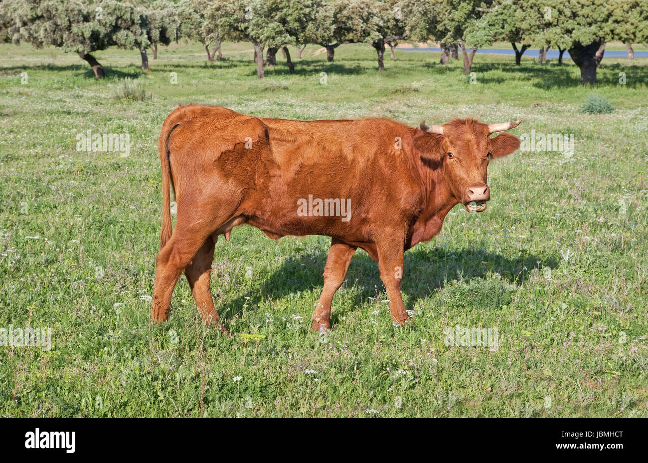 Herd of cows in the vicinity of the Sierra de Alor, Badajoz, Spain Stock Photo