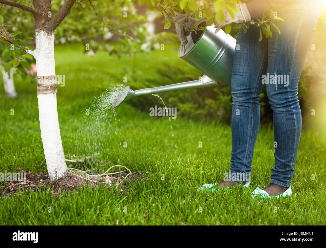 Во время цветения плодовых деревьев можно поливать. Полив черешни. Полив дерева с ведра. Полив яблоневого сада. Полив деревьев летом.