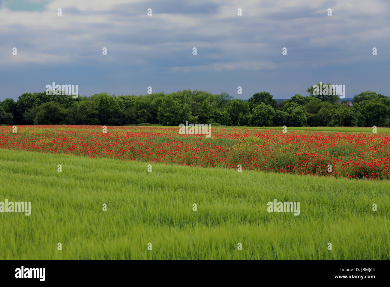 field full of poppies Stock Photo